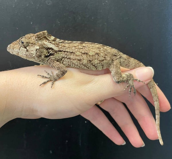 Cuban False Chameleon