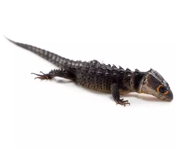 Red-Eyed Crocodile Skink - Tribolonotus gracilis (Captive Bred)