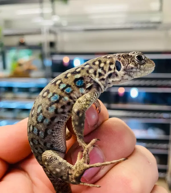 JEWELED LACERTAS (CAPTIVE BRED) #JL5