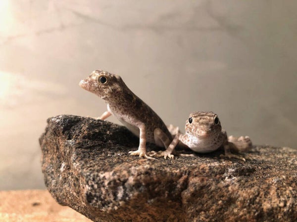 Scorpion Tail Gecko