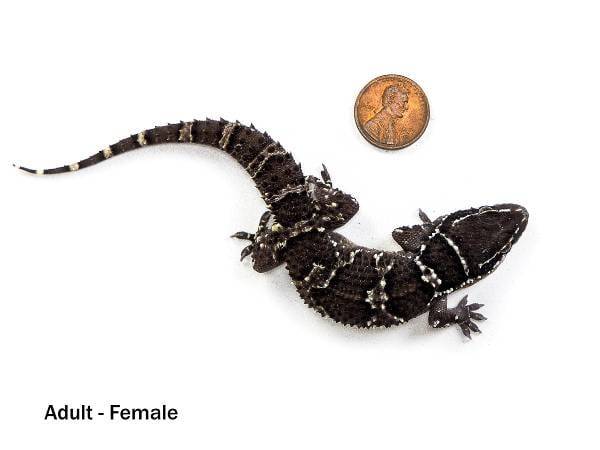 Termite Hill Gecko - Hemidactylus triedrus (Captive Bred)