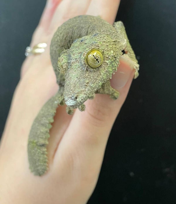 Mossy Leaf Tailed Gecko (Uroplatus sikorae)
