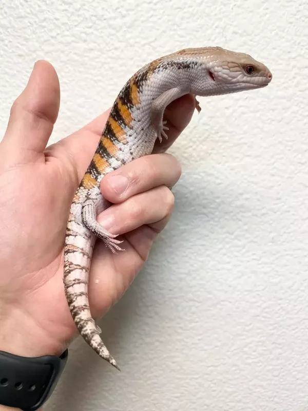 HIGH ORANGE NORTHERN BLUE TONGUE SKINK #NBTS-19