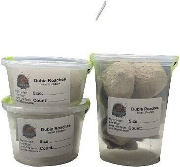 ABDragons Small Dubia Roaches Small Pet & Reptile Food