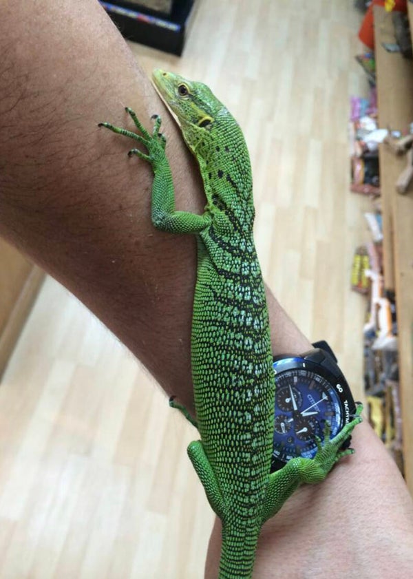 Yearling Green Tree Monitors (Varanus viridis)