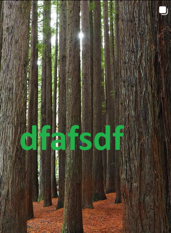 TREES ARE ALL I SEE