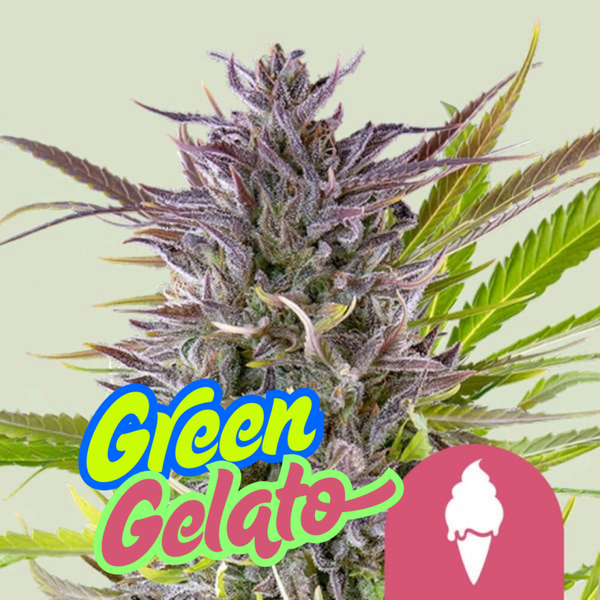 Green Gelato (Steckling)
