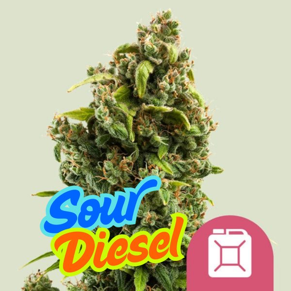 Sour Diesel (Steckling)