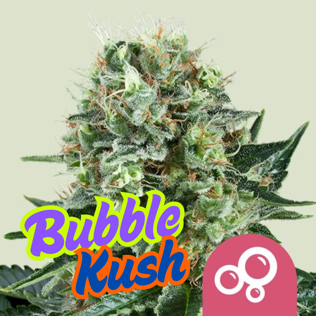 Bubble Kush (Steckling)