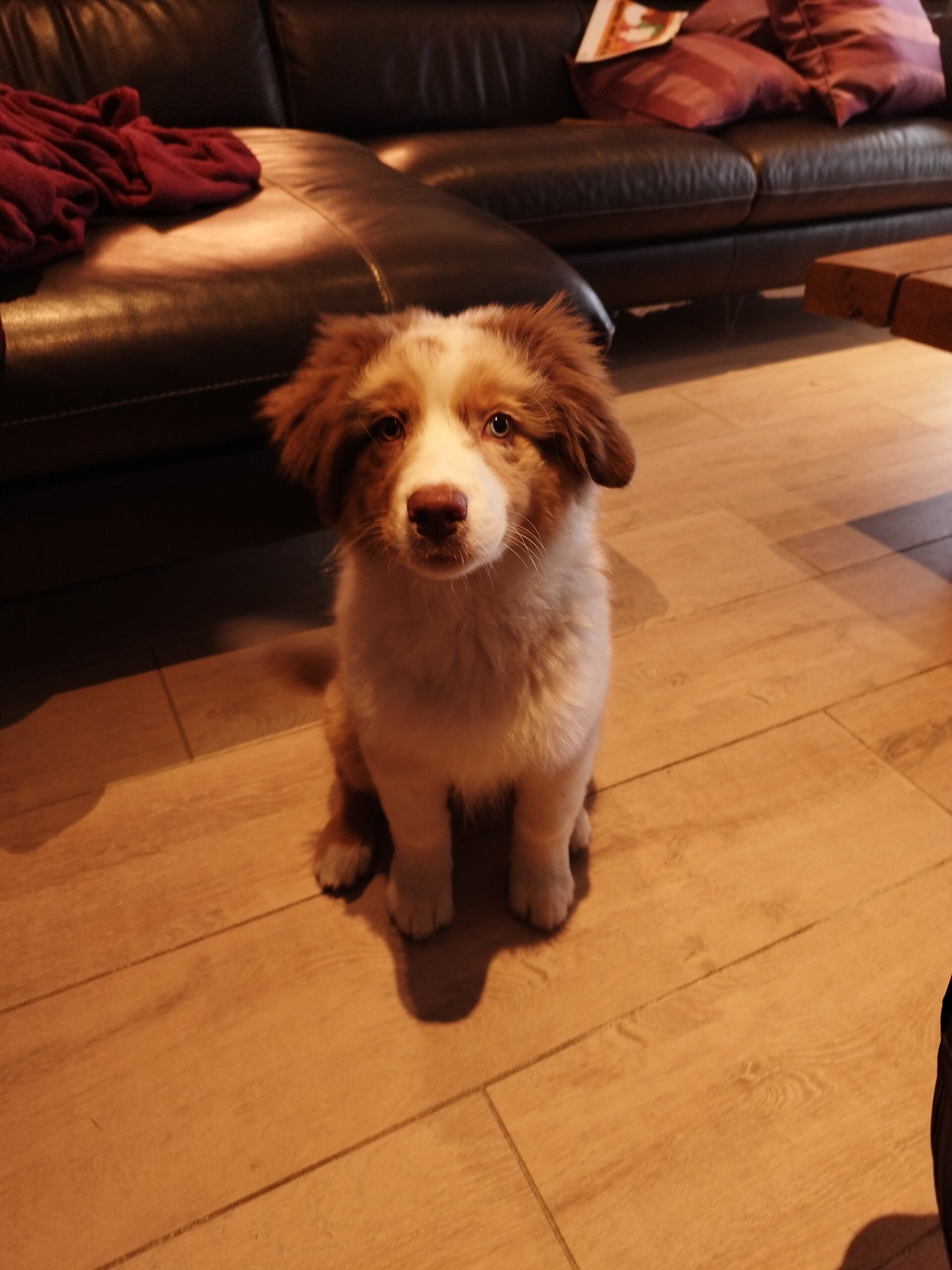 balade éducative avec plusieurs chiens