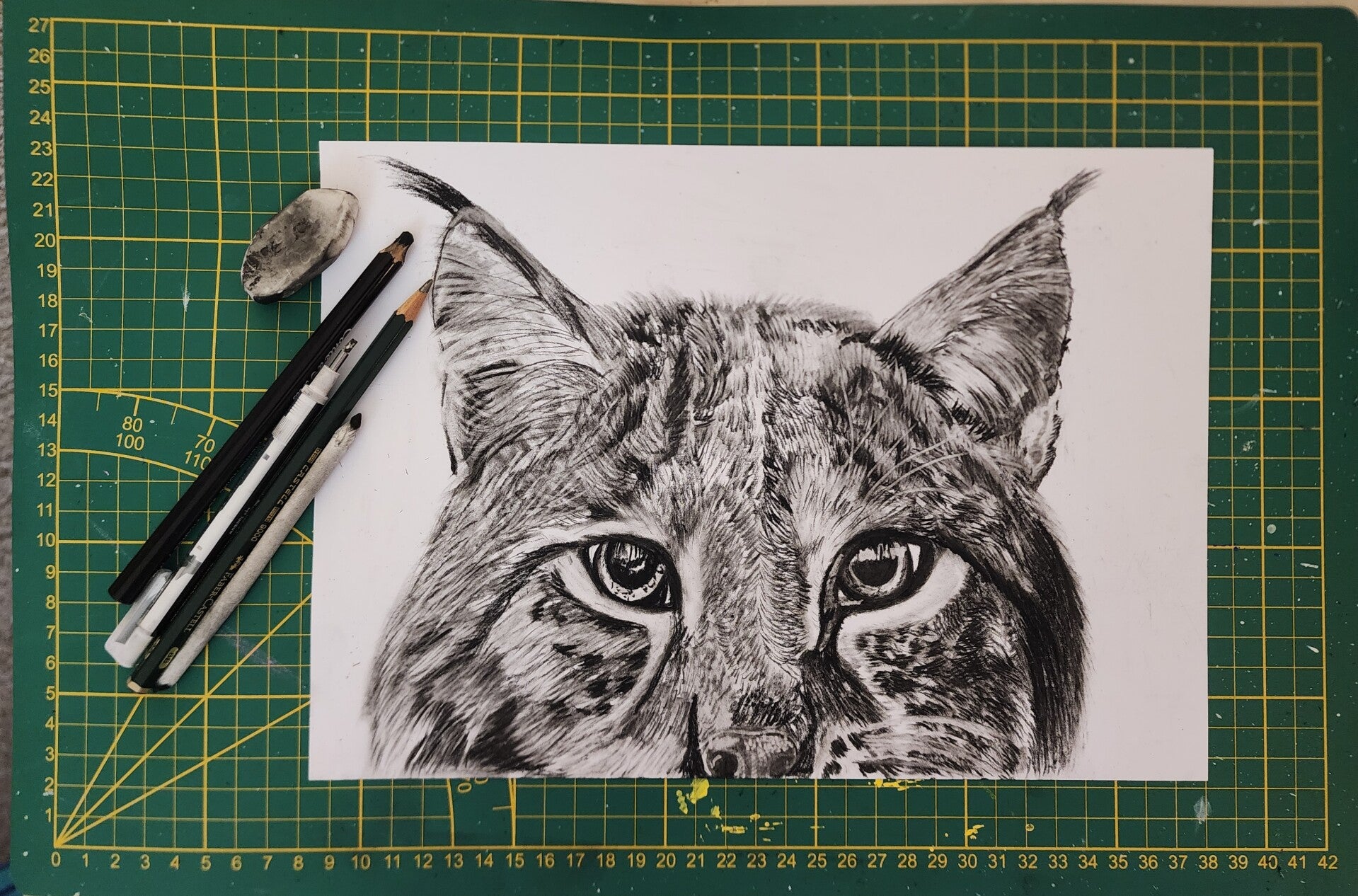 Le regard du Lynx