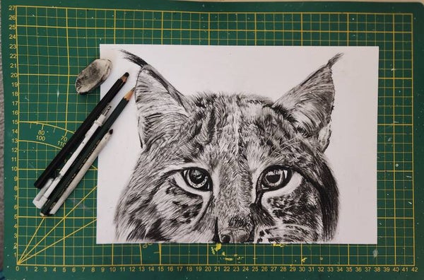 Le regard du Lynx