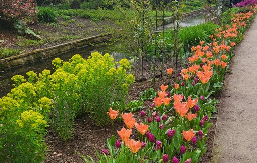 Spring Flowers at Dunham Massey Gardens, Altrincham, Cheshrie
