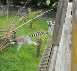 Welsh Mountain Zoo, North Wales