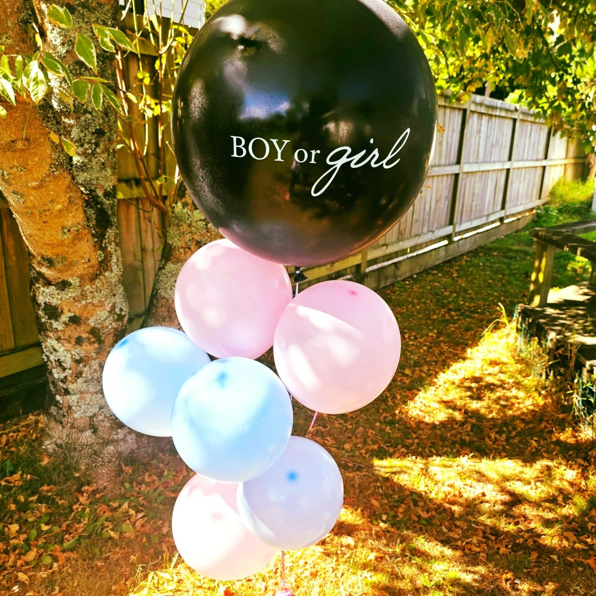 Gender Reveal Helium Bunch Blue / Pink