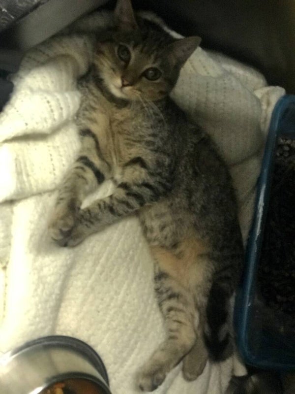 Adoptable cats