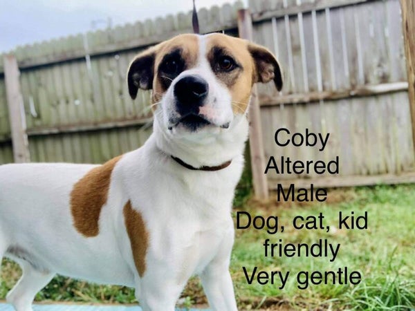 Adoptable Dogs