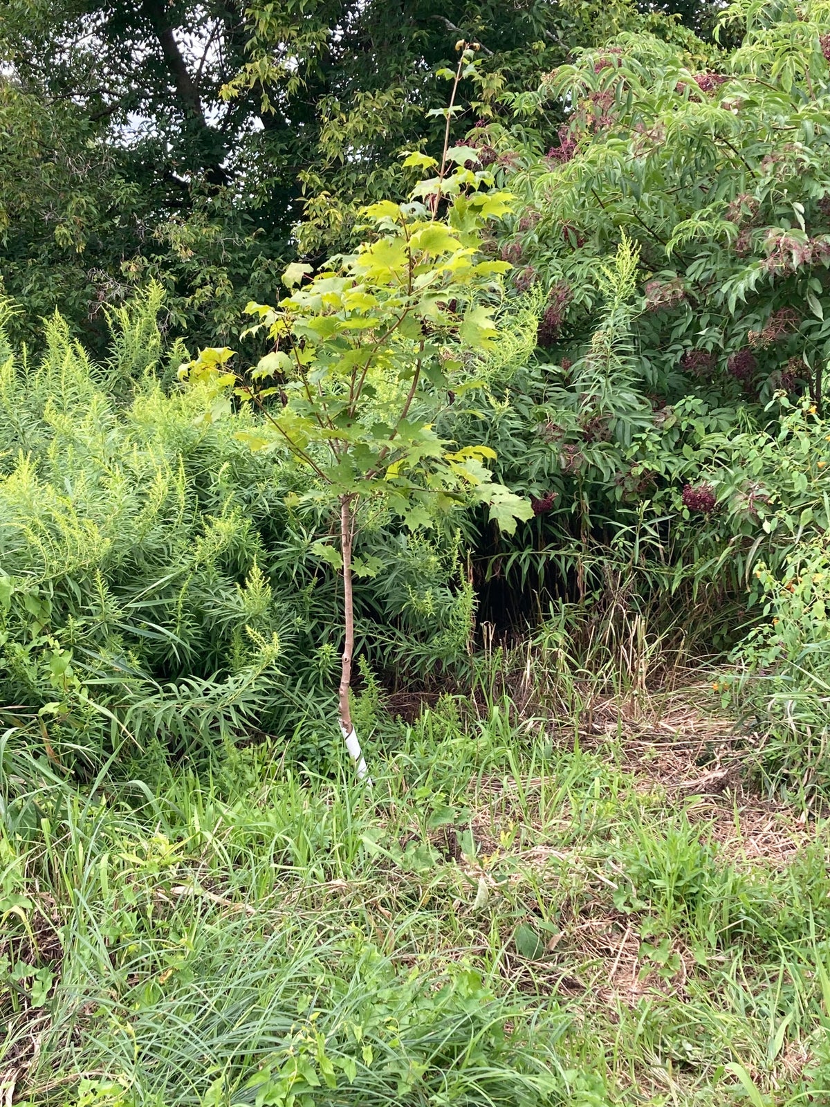 Protecting the Health of Existing Trees / What Do We Actually Do? | Our ...