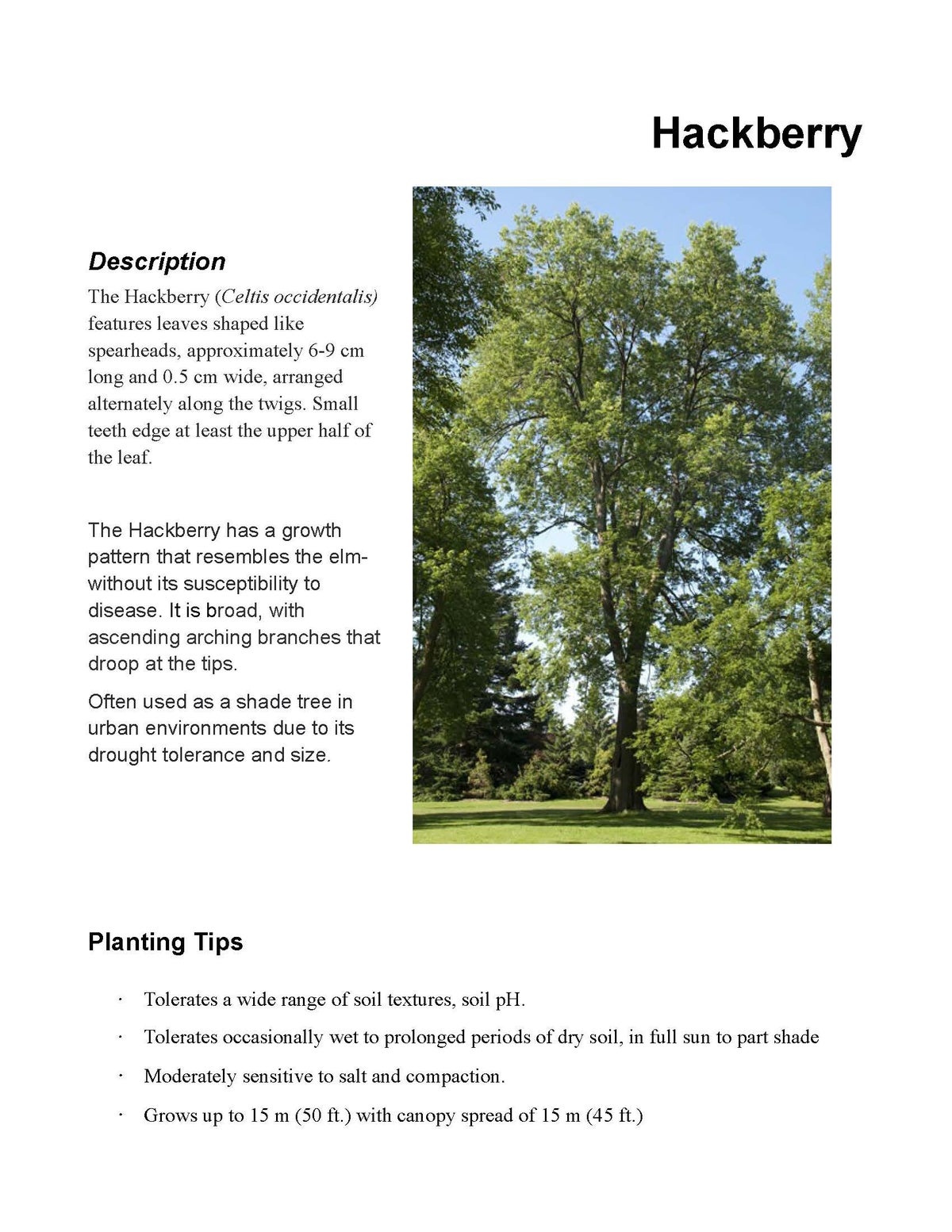 Hackberry Tree Class Hackberry / Tree & Shrub species / Trees, and more | Our Perth Trees