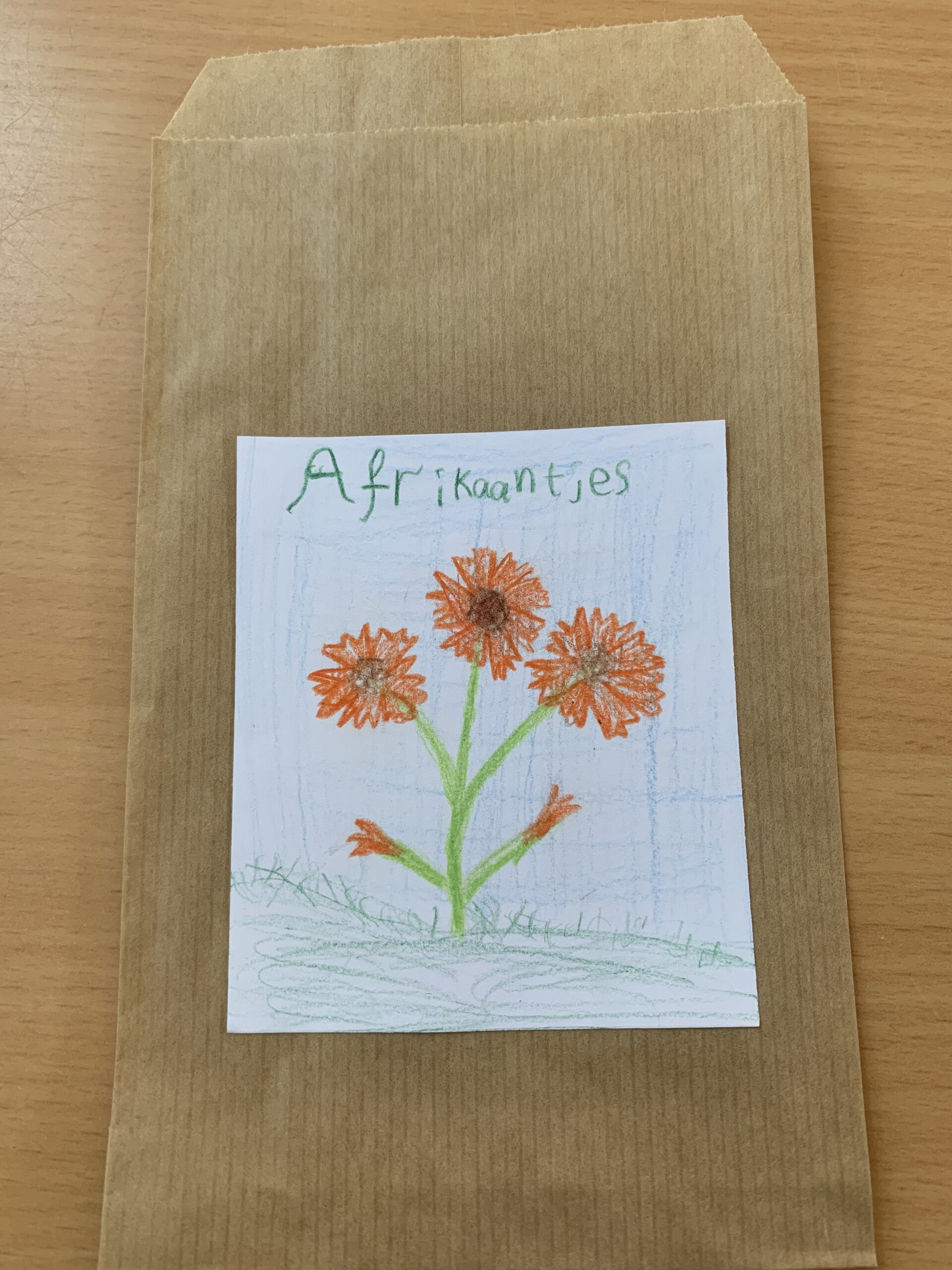 Afrikaantjes