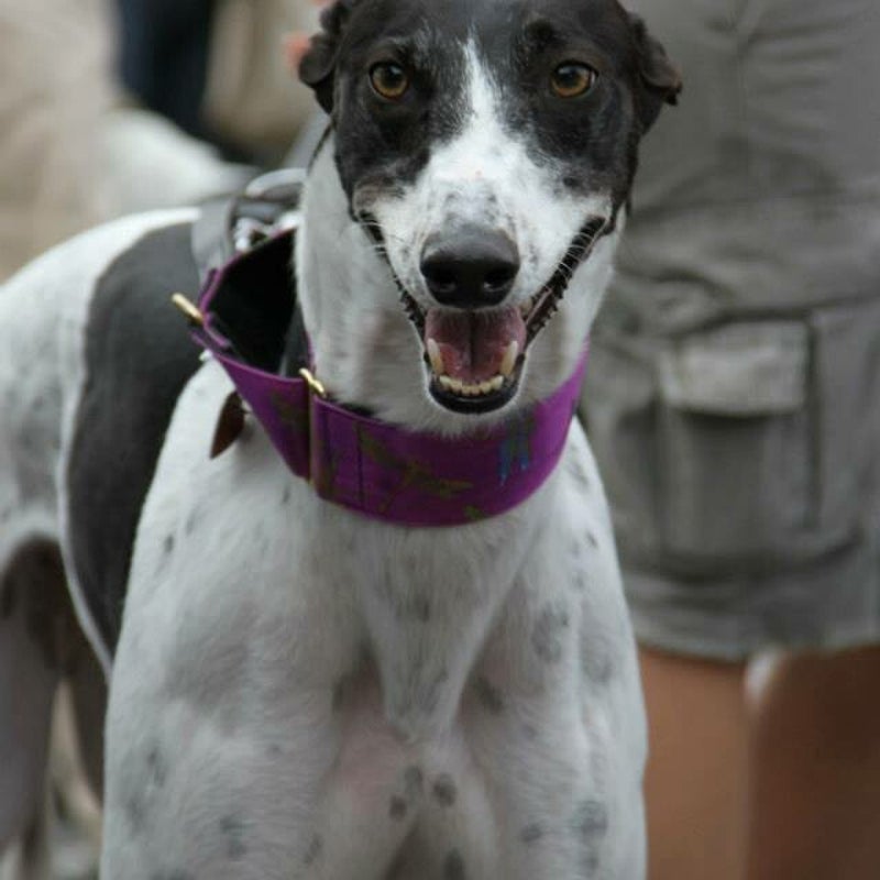 2015Roxy.jpg