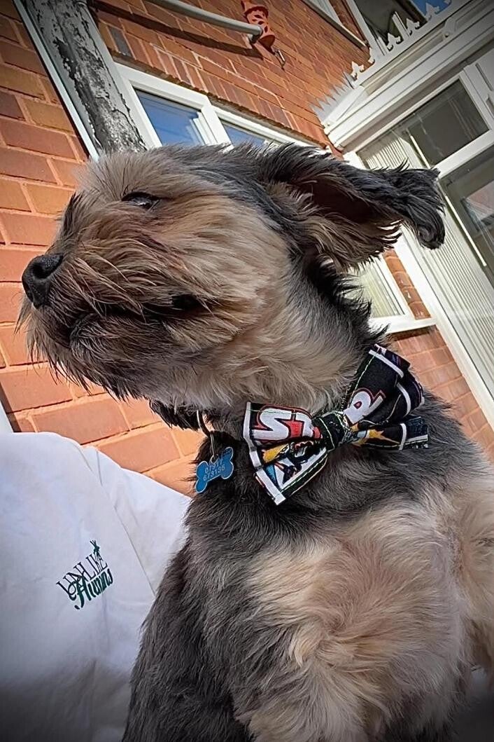 dog-2-standard.jpg
