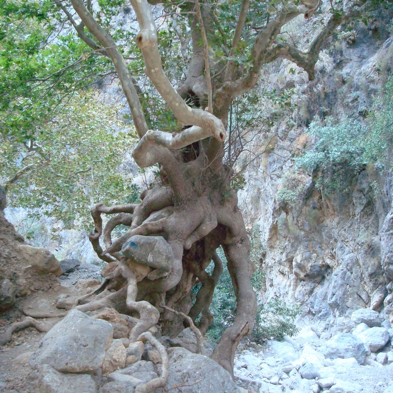 AgiaIrini-Gorge-specialplanetree-hiking-Crete.jpg