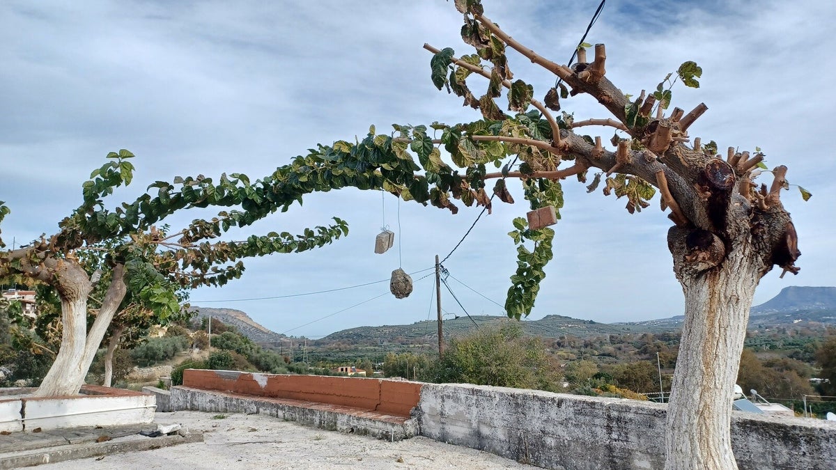 What and why is that in Crete? / Blog | Discover... on Foot