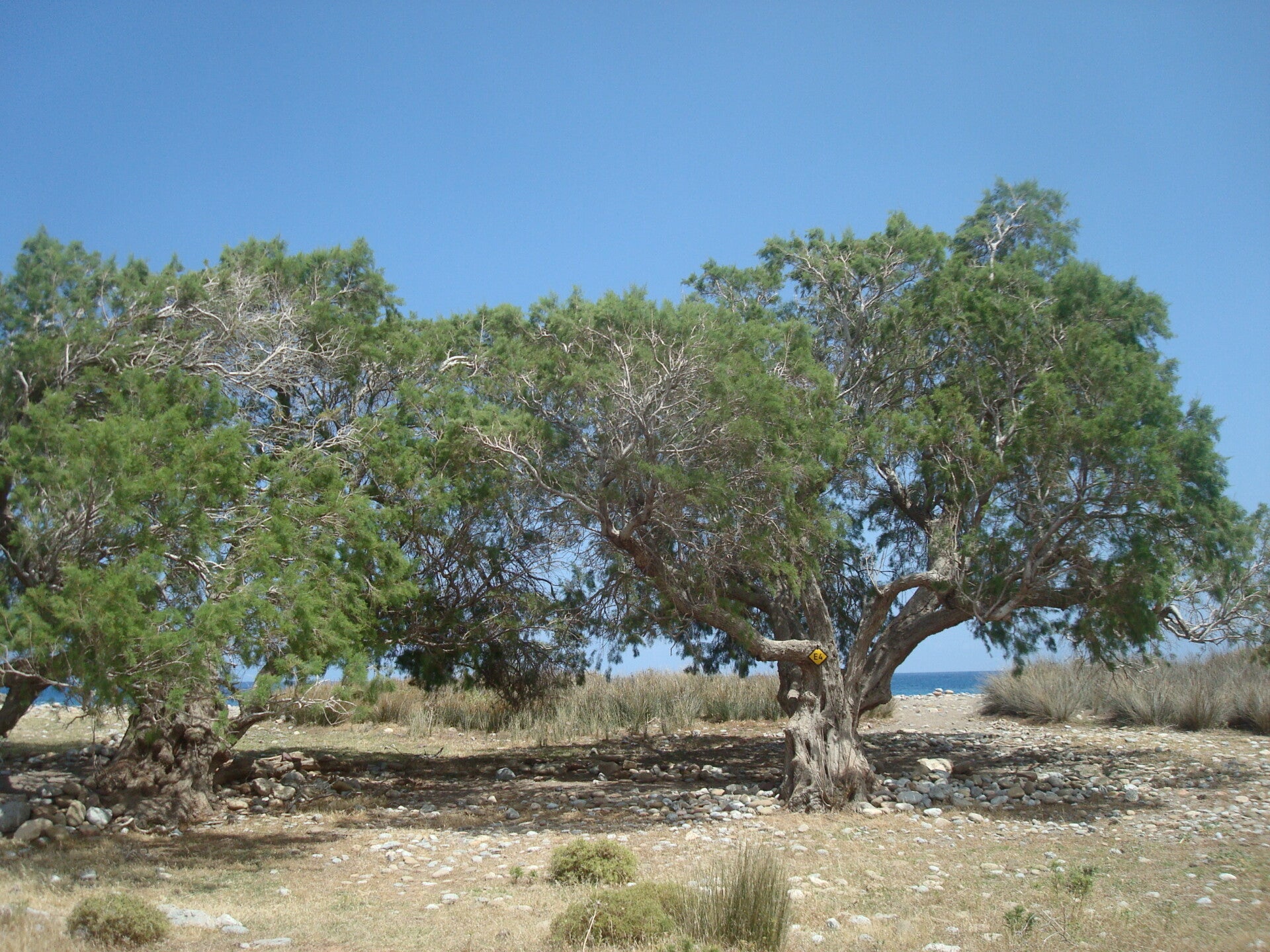 Karoumes (Chochlakies) Schlucht / Schluchten von Kreta / Wandern auf