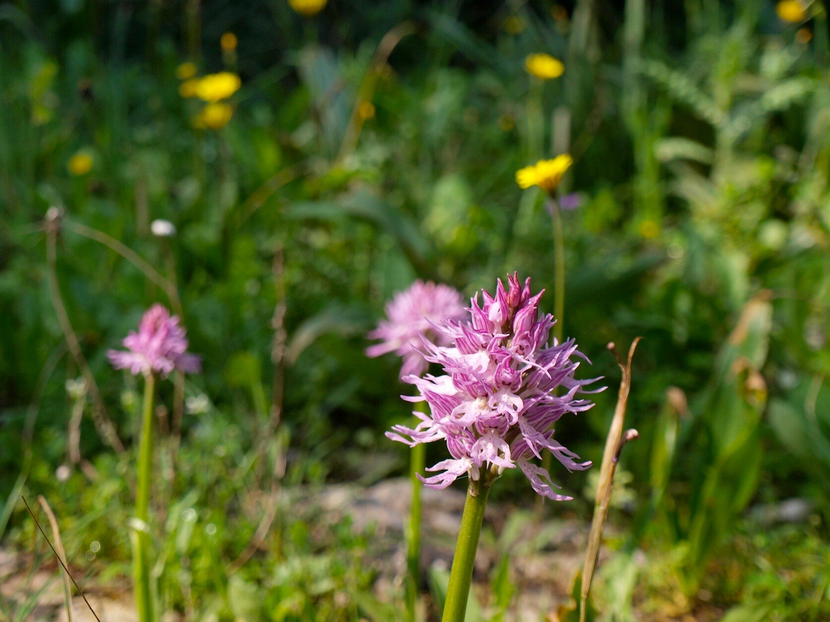 wild flowers - Crete - anemone - hiking