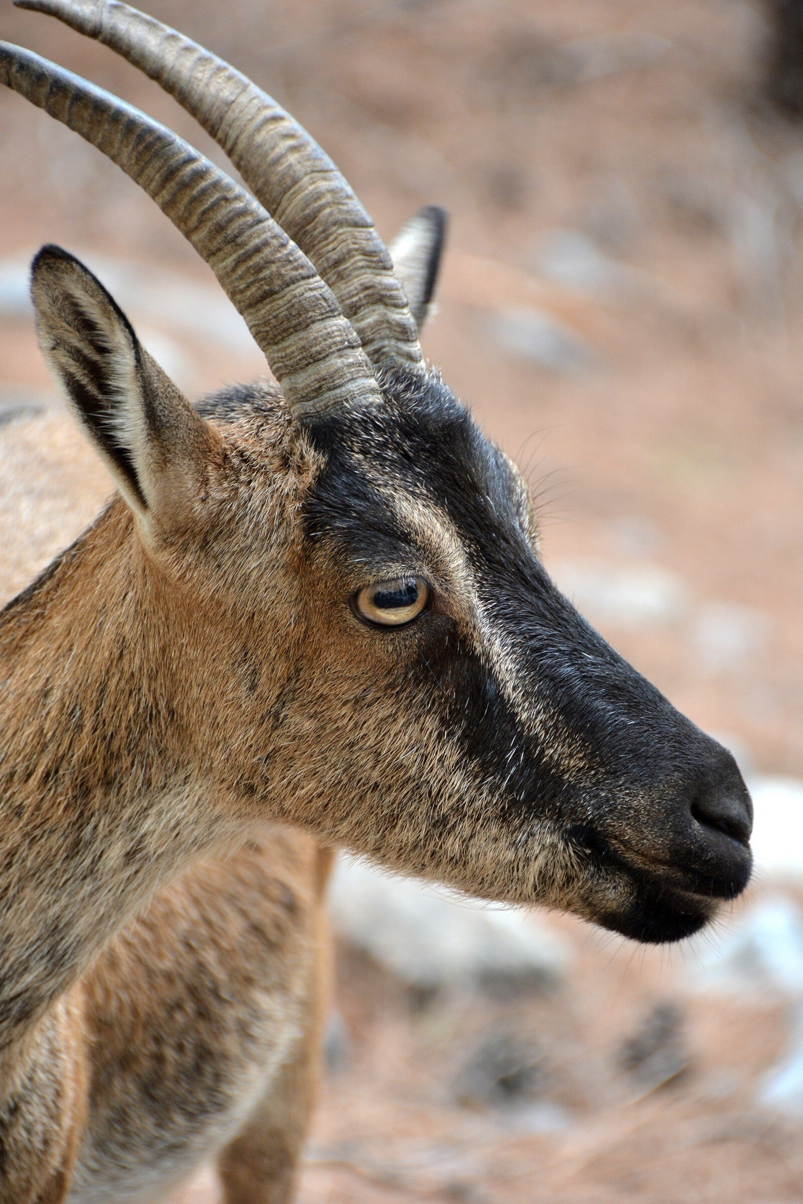 Wildziege - Kri-Kri - Agrimi - Samaria-Schlucht - Kreta.