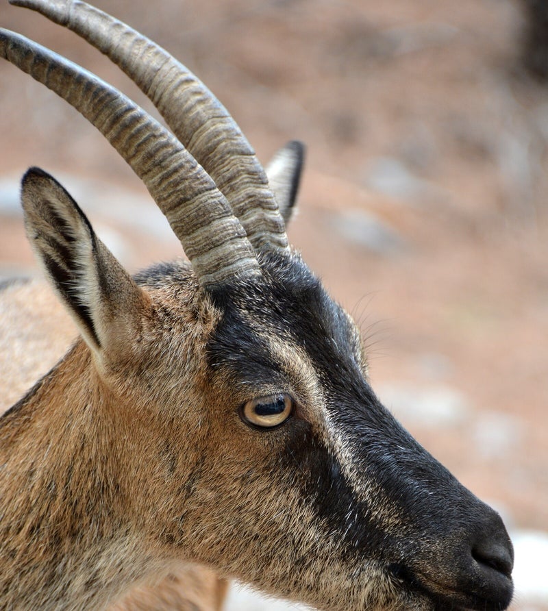 Wildziege - Kri-Kri - Agrimi - Samaria-Schlucht - Kreta.