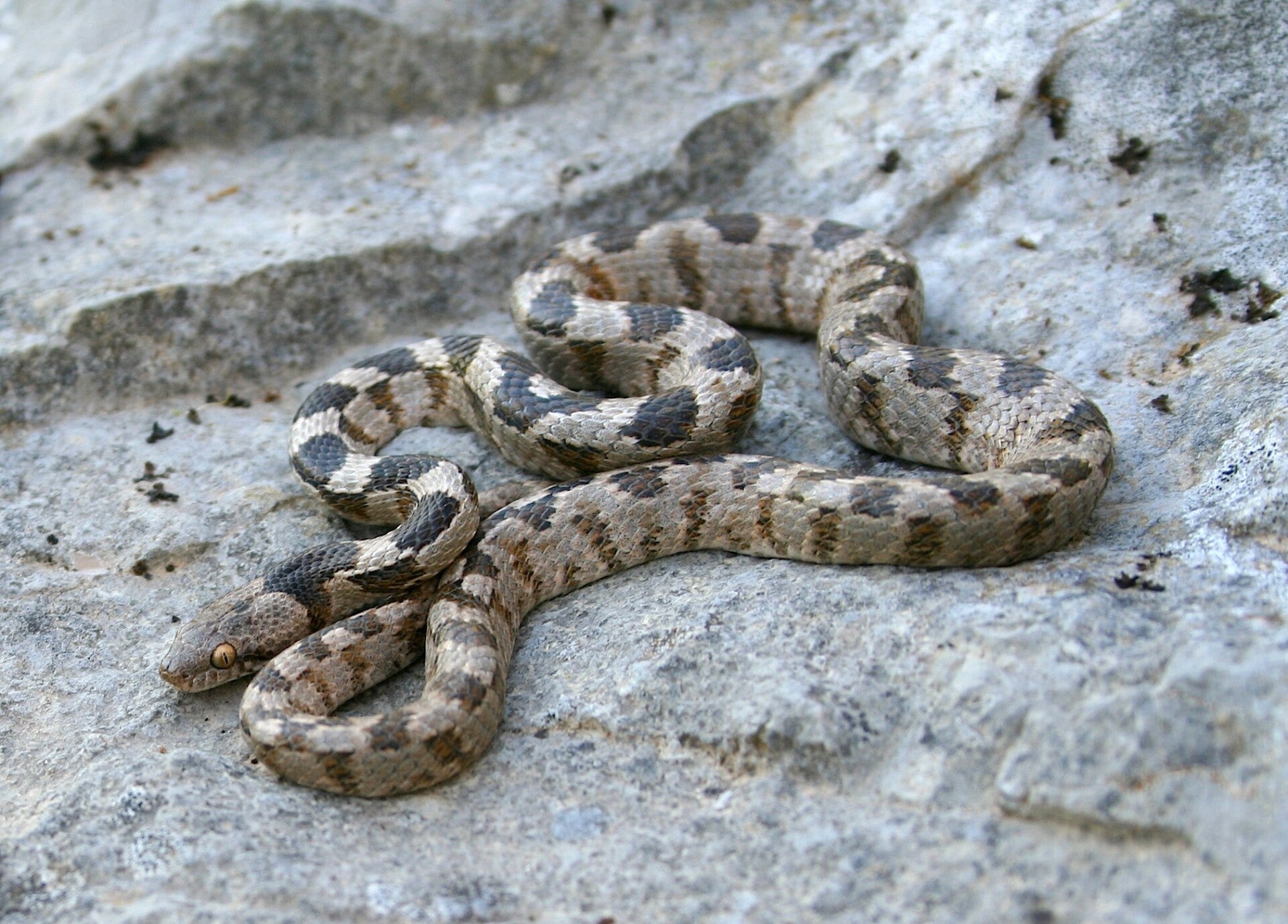 Walking In Crete Dangerous Animals Blog Discover On Foot Walking In Crete Dangerous Animals Blog Discover On Foot