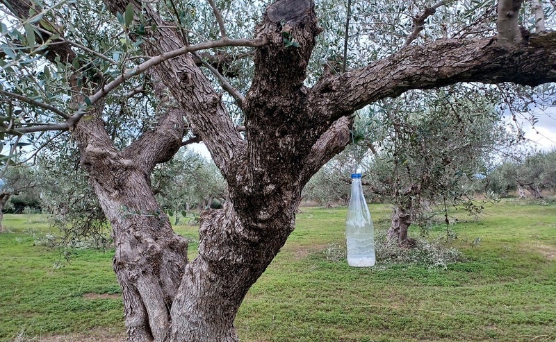 plastic flessen - vliegen vangen - olijfbomen - Kreta