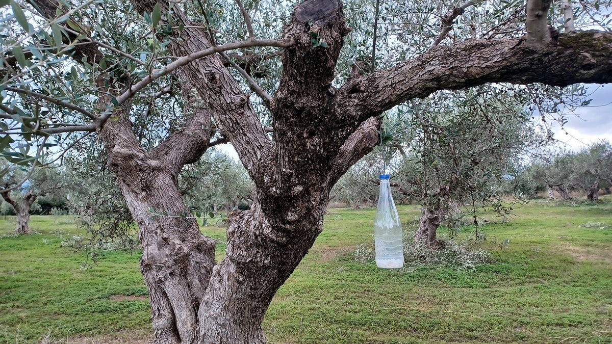 What and why is that in Crete? / Blog | Discover... on Foot