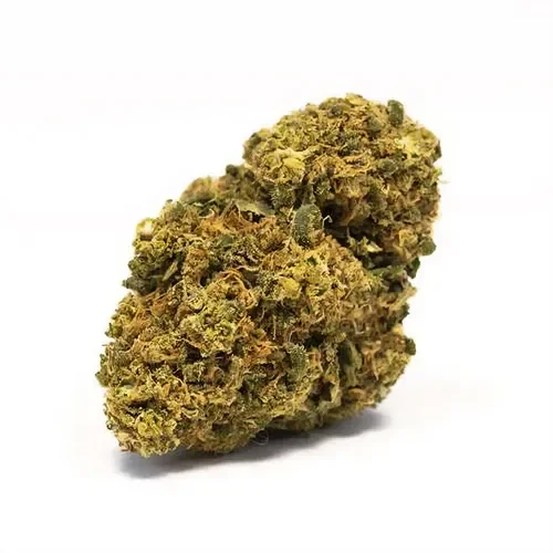 OG Kush CBD  [Sous-serre]