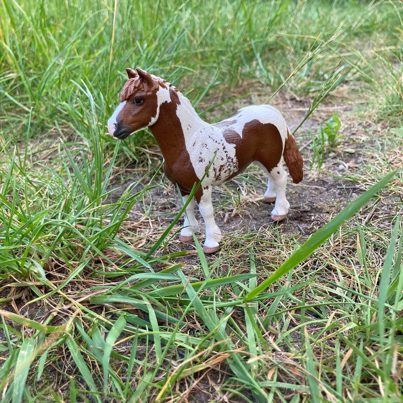 Zoë kocht een miniatuur van haar paard