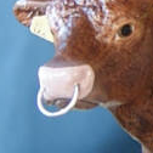 Neusring koe toevoegen