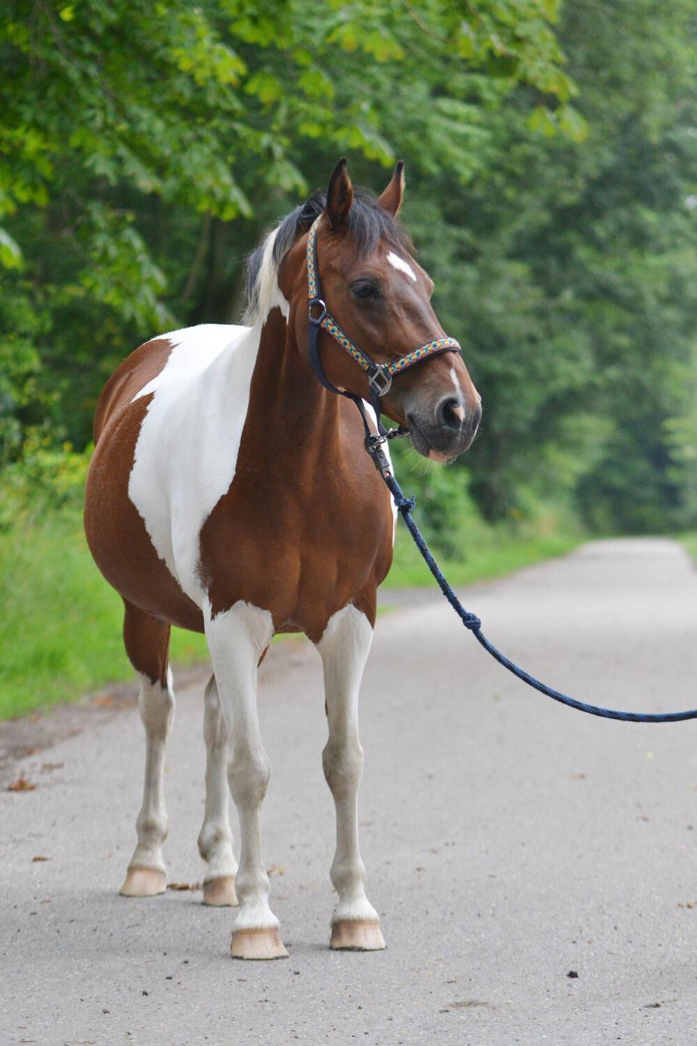 Miniatuur van paard met mini staart | Schleich repaint