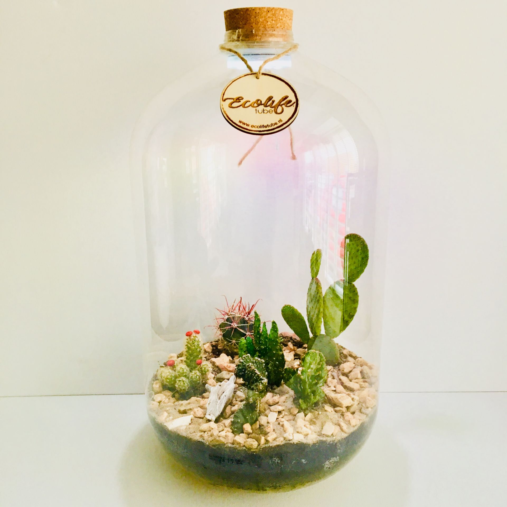 Big Desert Terrarium 30 Liter (mix van grote en kleinere cactussen)