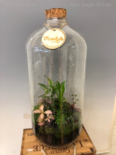 DIY-pakket "Mini Jungle" 20 Liter Ecosysteem