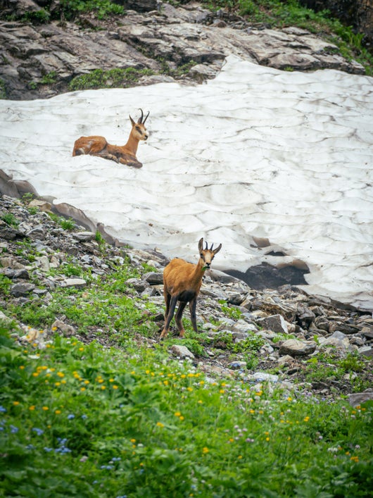Gamsgeis mit Kitz im letzten Schneefeld zur abkühlung im Sommer