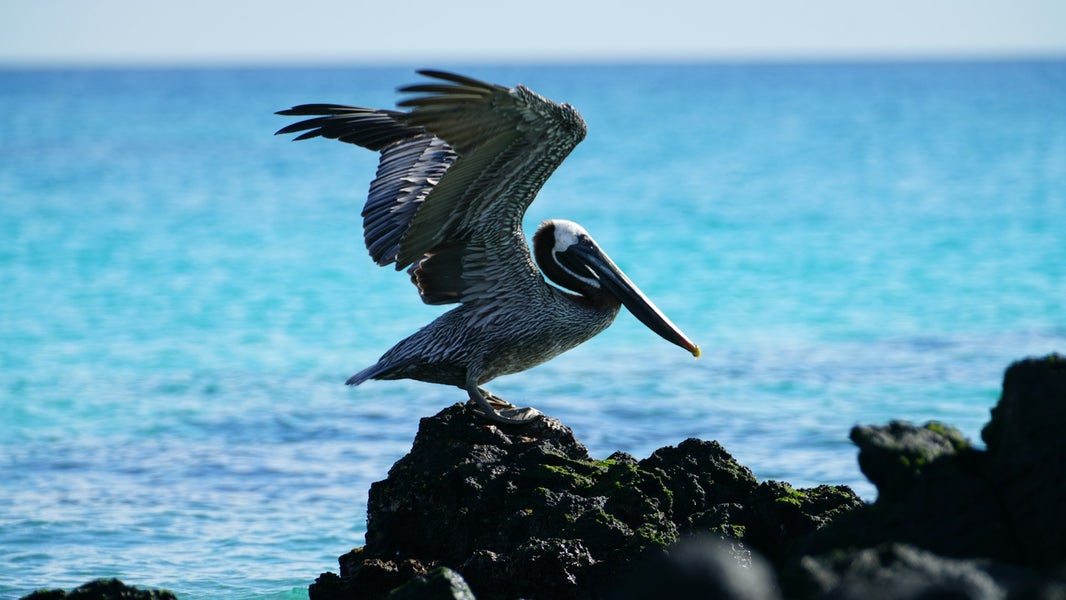 Galápagos Islands