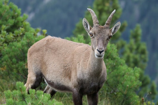Eine Steingeis im Sommer mitten in den Latschenkieferfeld