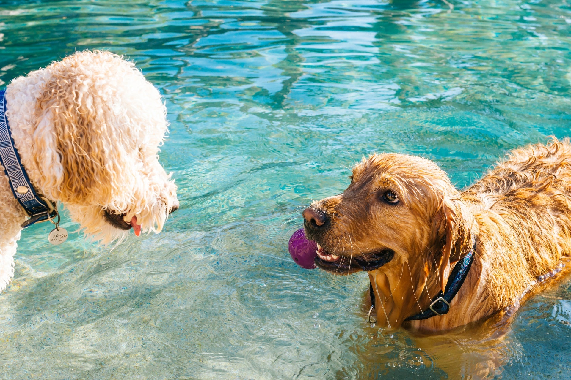 waterspeelgoed voor honden