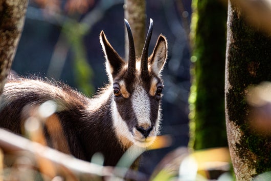 junge Gamsgeis im Winterhaar, im Wald
