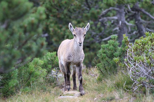 Steinwildkitz, im Latschenfeld