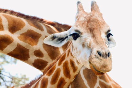 Vrolijk plaatje van een nieuwsgierige giraffe met uiteraard zijn lange nek prominent in beeld.
