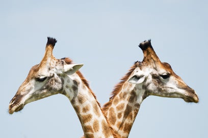like terms, giraffe, the same, equal, math, mathematics, squares, square roots