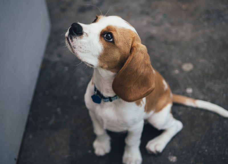 De beagle is een hondenras met een ontzettend goede neus. Hij houdt van ...